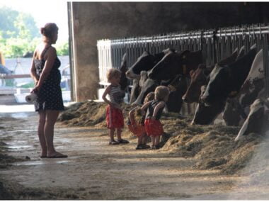 Boerderijcamping Melkveehouderij Woutrinahoeve de koeienstal