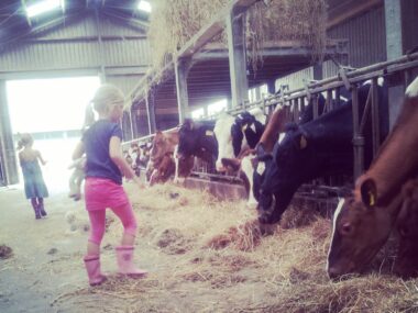 Boerderijcamping Melkveehouderij Woutrinahoeve koeienstal